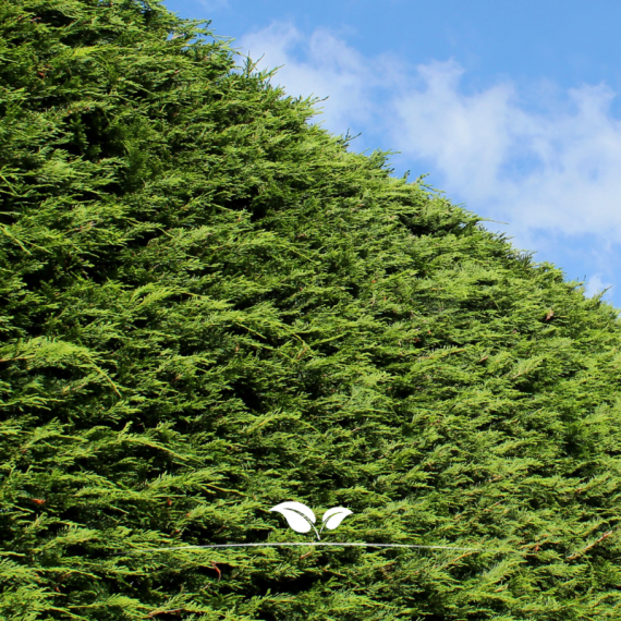 Leyland Zypresse Cupressocyparis Leylandii 60-80 cm | Heckenpflanze | Gardline