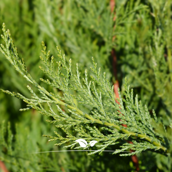 Leyland Zypresse Cupressocyparis Leylandii 60-80 cm | Heckenpflanze | Gardline