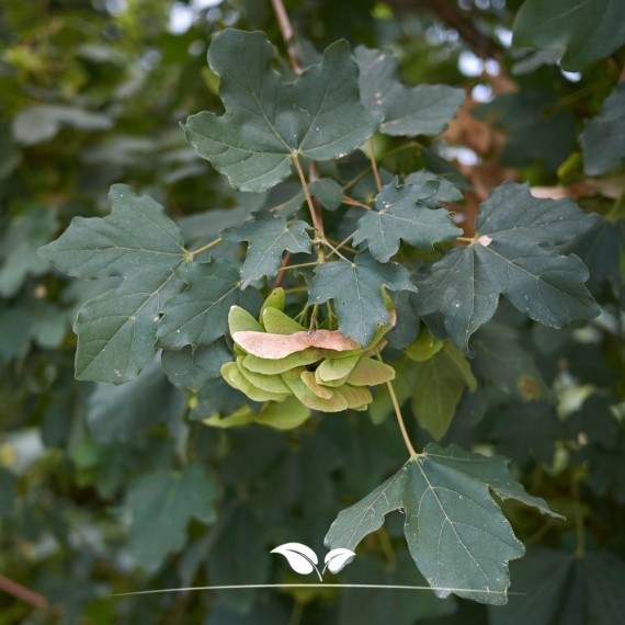 Feldahorn - Maßholder - Acer campestre | Gardline