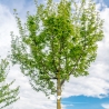 Feldahorn - Maßholder - Acer campestre | Gardline Feldahorn - Maßholder - Acer campestre | Gardline