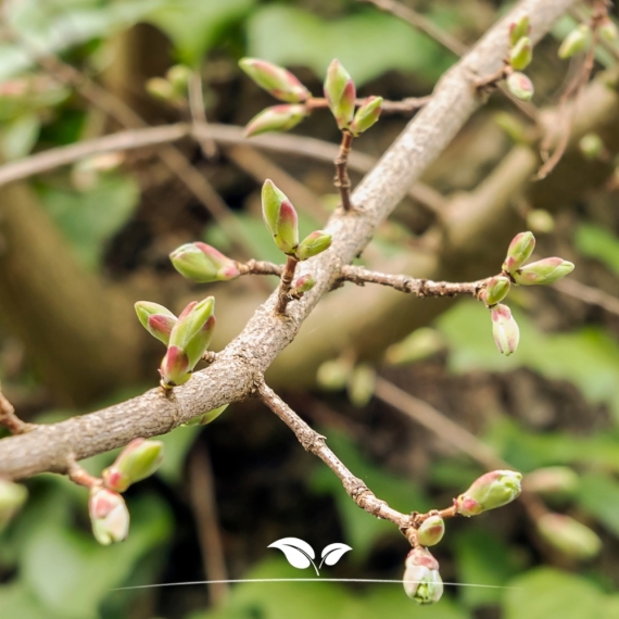 Feldahorn - Maßholder - Acer campestre | Gardline