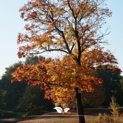 Säulenförmiger Spitzahorn Columnare - Acer platanoides Columnare | Gardline