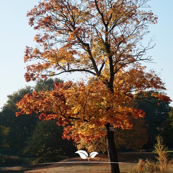Säulenförmiger Spitzahorn Columnare - Acer platanoides Columnare | Gardline Säulenförmiger Spitzahorn Columnare - Acer platanoides Columnare | Gardline