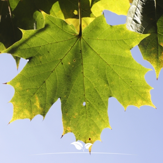 Säulenförmiger Spitzahorn Columnare - Acer platanoides Columnare | Gardline