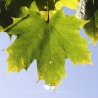 Säulenförmiger Spitzahorn Columnare - Acer platanoides Columnare | Gardline Säulenförmiger Spitzahorn Columnare - Acer platanoides Columnare | Gardline