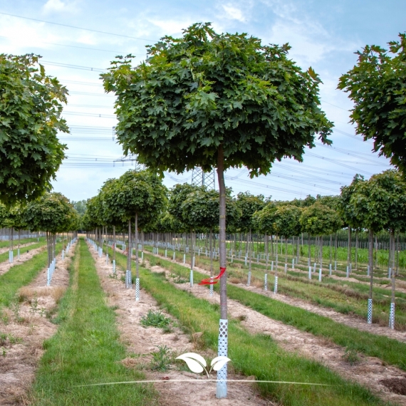 Kugelahorn - Acer platanoides Globosum | Gardline