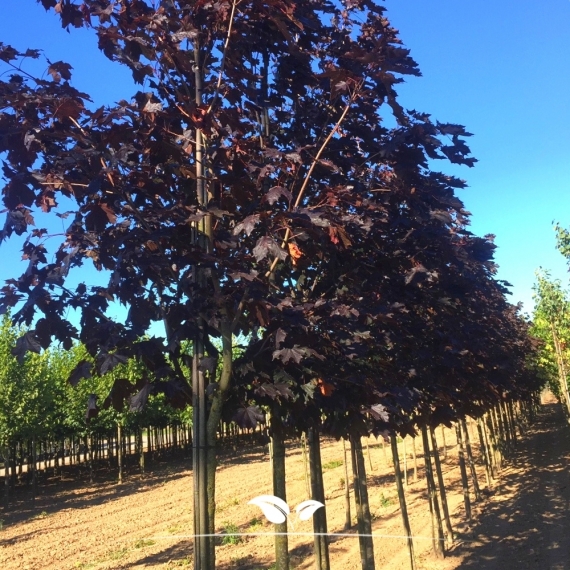 Oregon-Blutahorn Royal Red - Acer platanoides Royal Red | Gardline