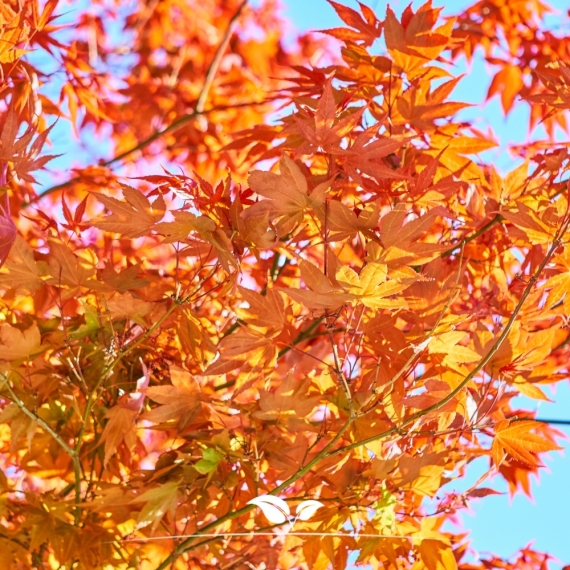 Rotahorn Red Sunset - Acer rubrum Red Sunset | Gardline