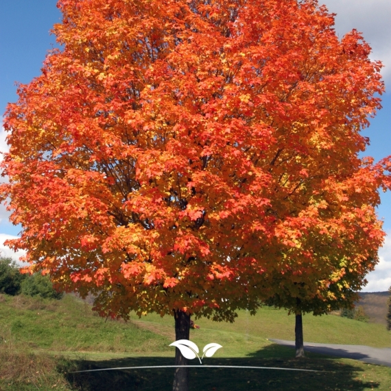 Rotahorn Red Sunset - Acer rubrum Red Sunset | Gardline