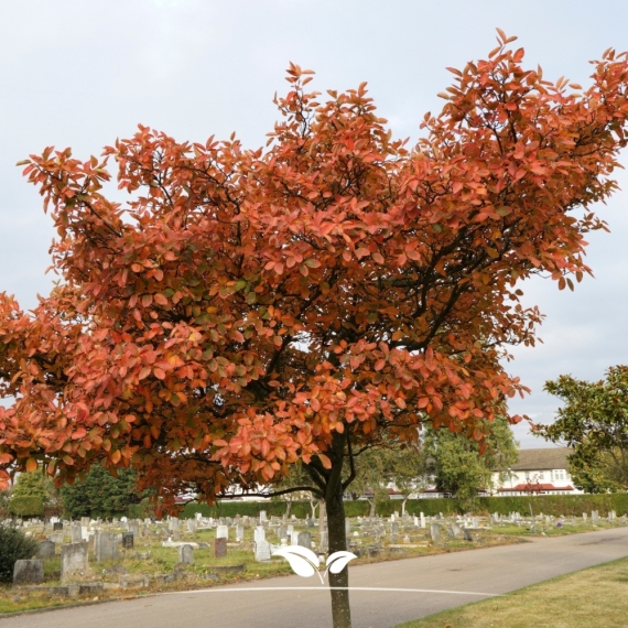 Kupfer-Felsenbirne - Amelanchier lamarckii | Gardline