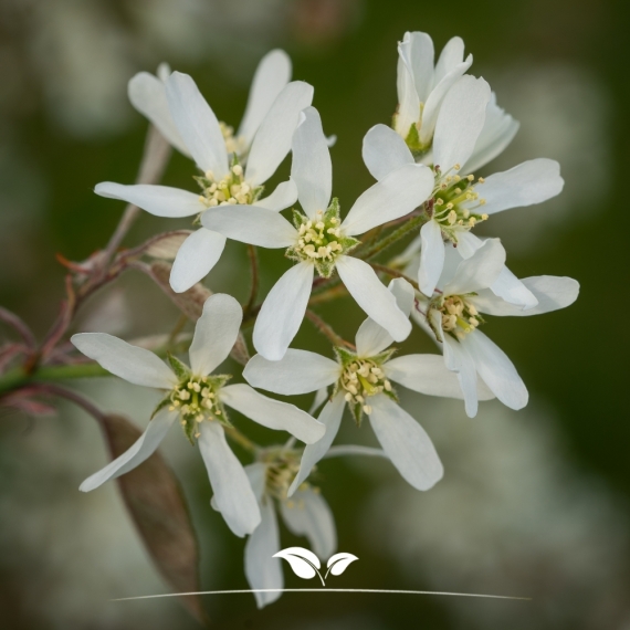 Kupfer-Felsenbirne - Amelanchier lamarckii | Gardline