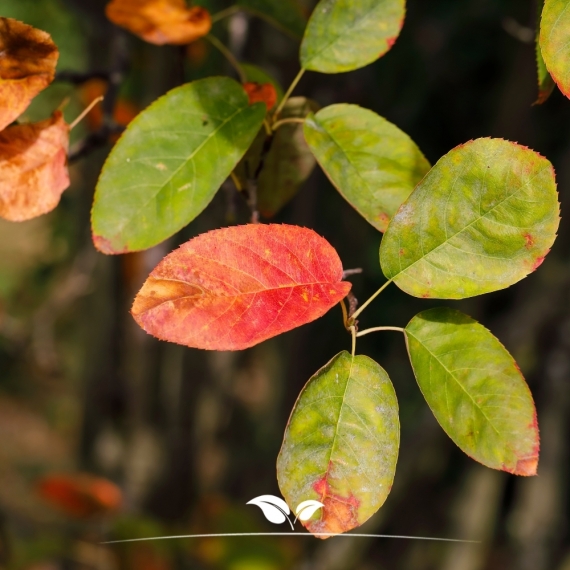 Kupfer-Felsenbirne - Amelanchier lamarckii | Gardline