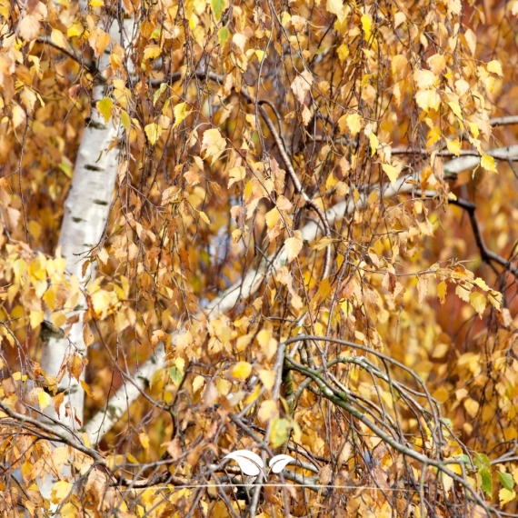 Sandbirke - Weißbirke - Hängebirke - Betula pendula | Gardline