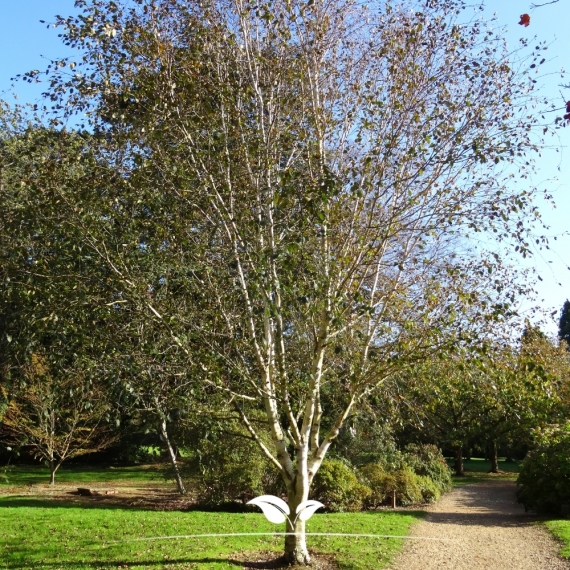 Weißrindige Himalaja-Birke - Betula utilis Doorenbos | Gardline