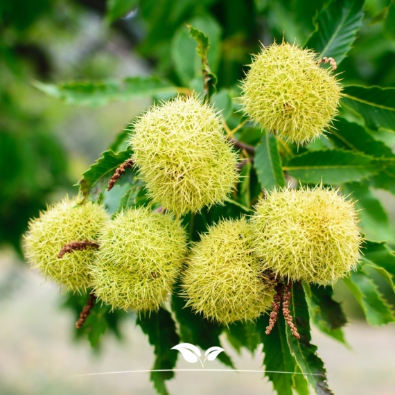 Esskastanie - Edelkastanie - Marone - Castanea sativa | Gardline