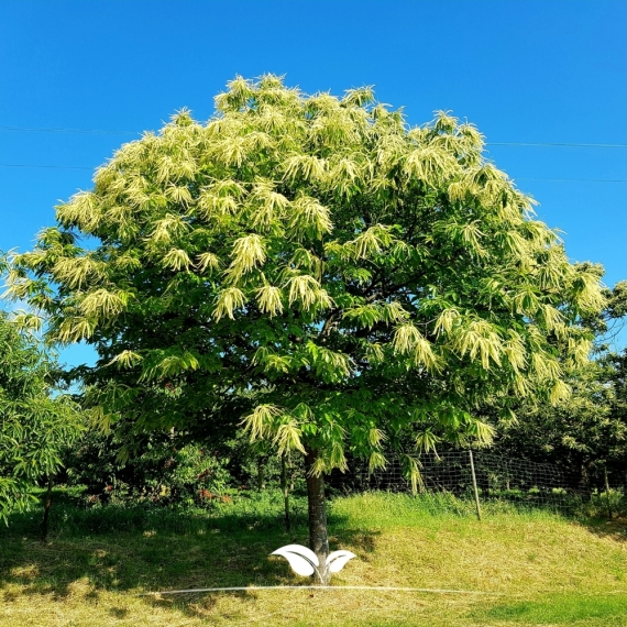 Esskastanie - Edelkastanie - Marone - Castanea sativa | Gardline