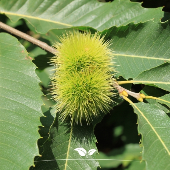 Esskastanie - Edelkastanie - Marone - Castanea sativa | Gardline