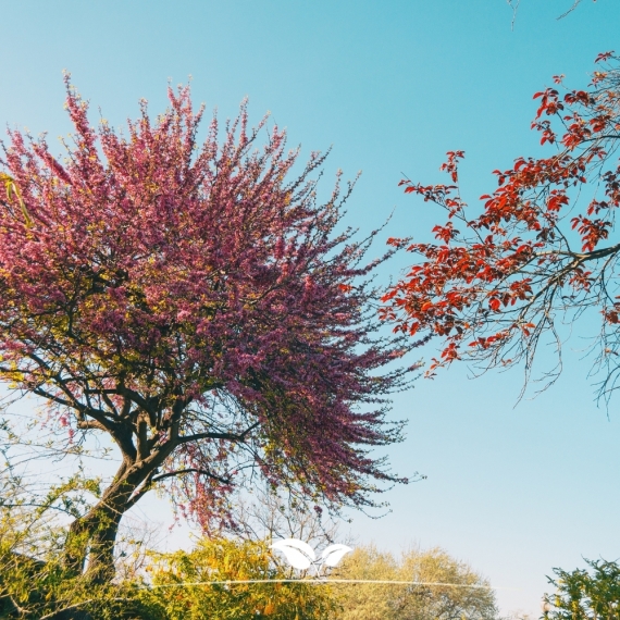 Gewöhnlicher Judasbaum - Herzbaum - Cercis siliquastrum | Gardline