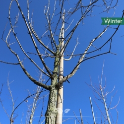 Feldahorn - Maßholder - Acer campestre | Gardline