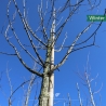 Feldahorn - Maßholder - Acer campestre | Gardline Feldahorn - Maßholder - Acer campestre | Gardline