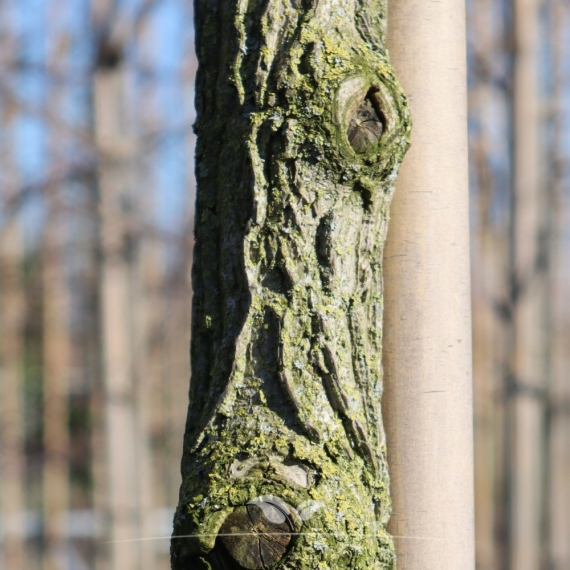 Feldahorn - Maßholder - Acer campestre | Gardline