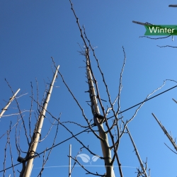 Säulenhainbuche Frans Fontaine - Carpinus betulus Frans Fontaine | Gardline