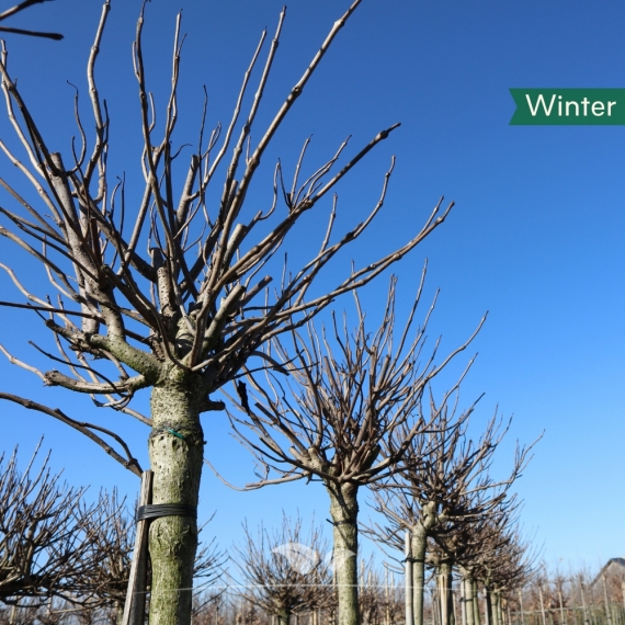 Kugeltrompetenbaum 400-450 cm | Gardline