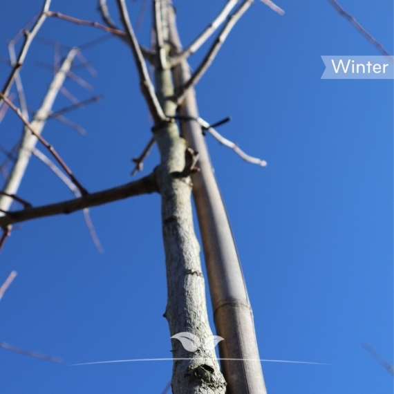 Ginkgobaum - Fächerblattbaum - Ginkgo biloba | Gardline Ginkgobaum - Fächerblattbaum - Ginkgo biloba | Gardline