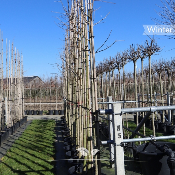 Ginkgobaum - Fächerblattbaum - Ginkgo biloba | Gardline Ginkgobaum - Fächerblattbaum - Ginkgo biloba | Gardline