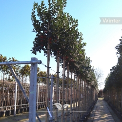 Stechpalme Nellie R. Stevens - Ilex mutchagara Nellie R. Stevens | Gardline