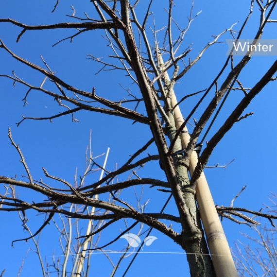 Amerikanischer Amberbaum - Seesternbaum - Guldenbaum - Liquidambar styraciflua | Gardline