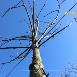 Amerikanischer Amberbaum - Seesternbaum - Guldenbaum - Liquidambar styraciflua | Gardline