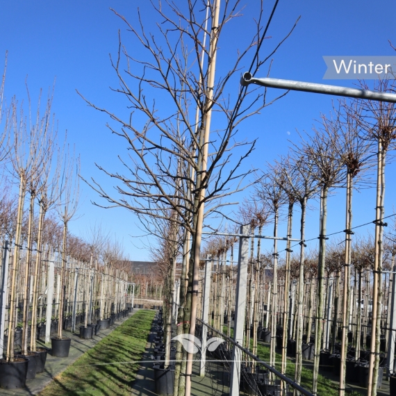 Amerikanischer Amberbaum - Seesternbaum - Guldenbaum - Liquidambar styraciflua | Gardline
