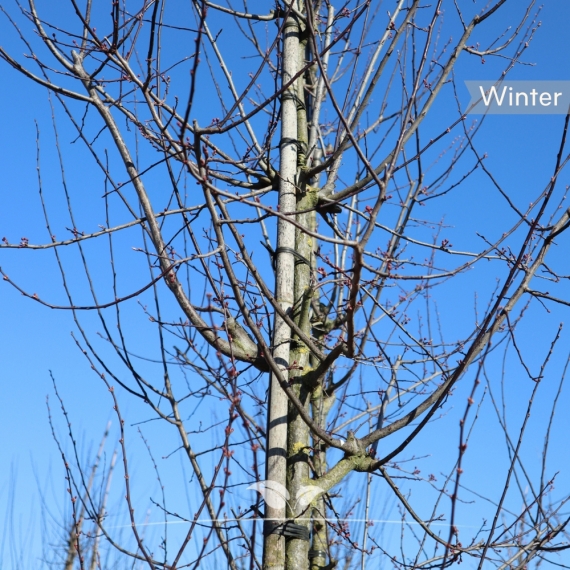 Zierapfel Red Sentinel - Malus Red Sentinel | Gardline