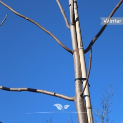 Blauglockenbaum - Kaiserbaum - Paulownie - Paulownia tomentosa | Gardline