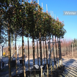 Glanzmispel Red Robin - Photinia fraseri Red Robin | Gardline