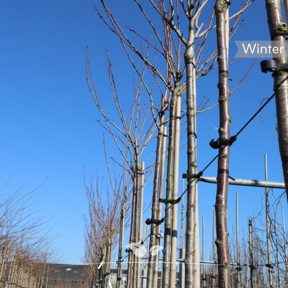 Japanische Zierkirsche - Japanische Nelkenkirsche - Japanische Blütenkirsche - Prunus serrulata Kanzan | Gardline