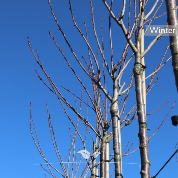 Japanische Zierkirsche - Japanische Nelkenkirsche - Japanische Blütenkirsche - Prunus serrulata Kanzan | Gardline