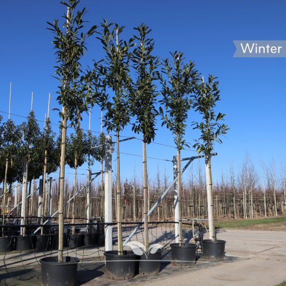 Kirschlorbeer Caucasica - Lorbeer Caucasica - Kaukasischer Kirschlorbeer - Prunus laurocerasus Caucasica | Gardline