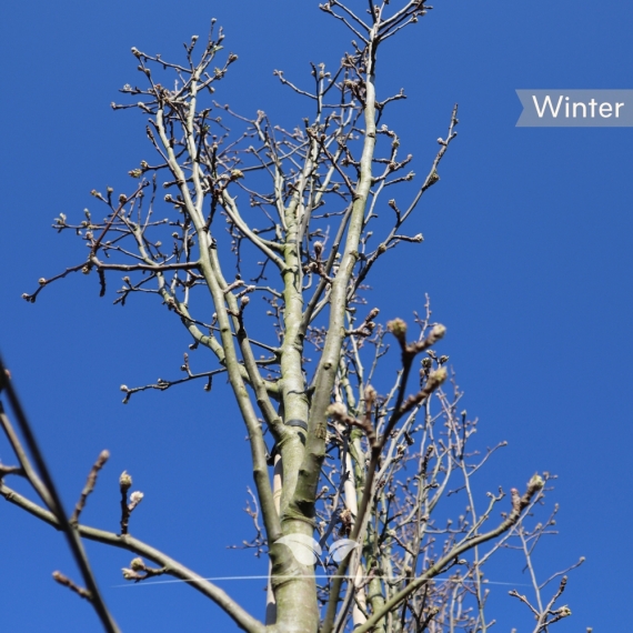 Chinesische Wildbirne - Zierbirne Chanticleer - Pyrus calleryana Chanticleer | Gardline