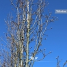 Chinesische Wildbirne - Zierbirne Chanticleer - Pyrus calleryana Chanticleer | Gardline Chinesische Wildbirne - Zierbirne Chanticleer - Pyrus calleryana Chanticleer | Gardline