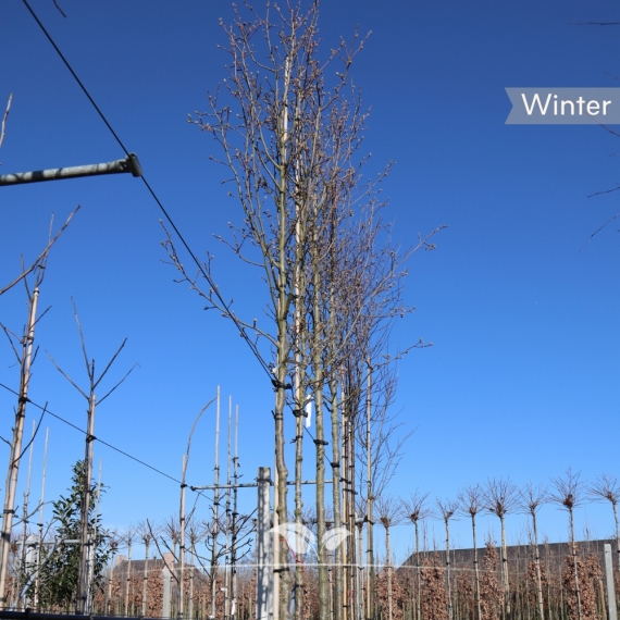 Chinesische Wildbirne - Zierbirne Chanticleer - Pyrus calleryana Chanticleer | Gardline Chinesische Wildbirne - Zierbirne Chanticleer - Pyrus calleryana Chanticleer | Gardline