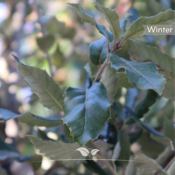 Steineiche - Stechpalmeneiche - Grün-Eiche - Quercus Ilex | Gardline