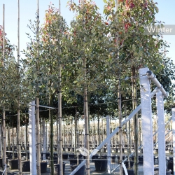 Steineiche - Stechpalmeneiche - Grün-Eiche - Quercus Ilex | Gardline