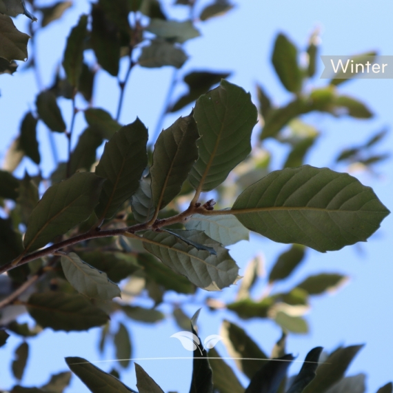 Steineiche - Stechpalmeneiche - Grün-Eiche - Quercus Ilex | Gardline