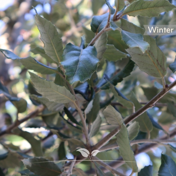 Steineiche - Stechpalmeneiche - Grün-Eiche - Quercus Ilex | Gardline