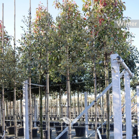 Steineiche - Stechpalmeneiche - Grün-Eiche - Quercus Ilex | Gardline Steineiche - Stechpalmeneiche - Grün-Eiche - Quercus Ilex | Gardline