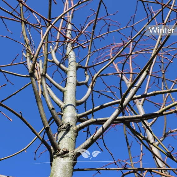 Kaiserlinde Pallida - Tilia europaea Pallida | Gardline