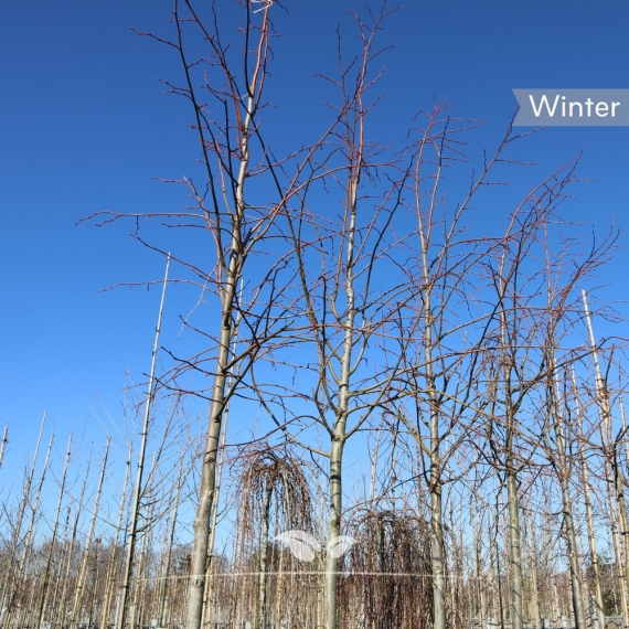 Kaiserlinde Pallida - Tilia europaea Pallida | Gardline