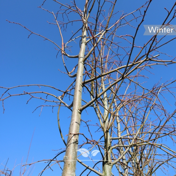 Kaiserlinde Pallida - Tilia europaea Pallida | Gardline